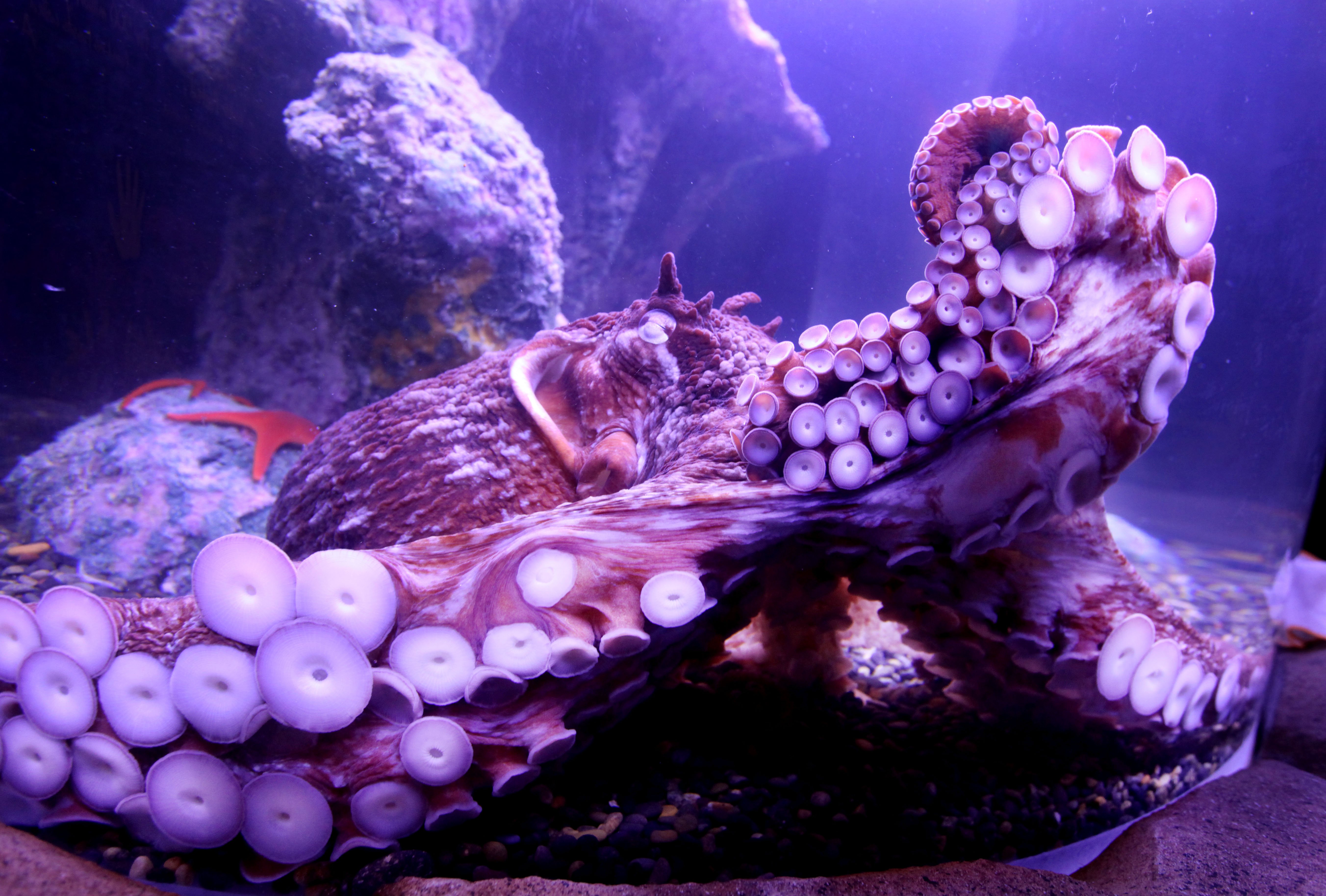 octopus, Sea, Underwater Wallpaper