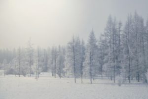 trees, Winter, Nature
