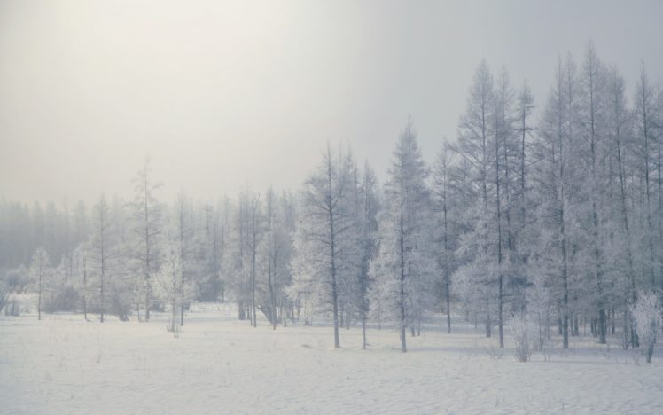 trees, Winter, Nature HD Wallpaper Desktop Background