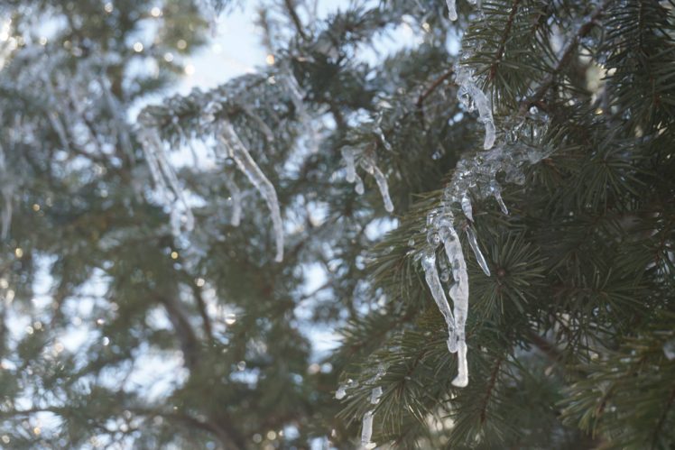 icicle, Pine trees, Nature, Branch HD Wallpaper Desktop Background