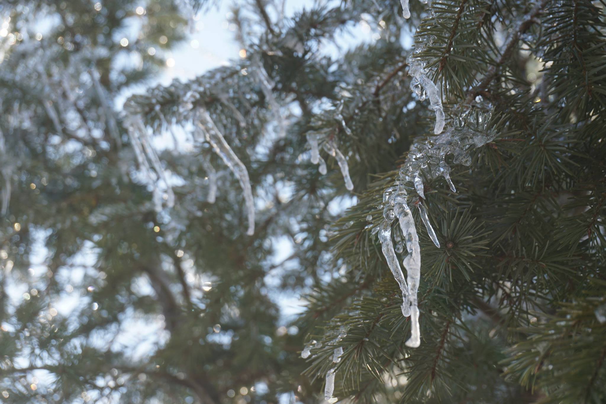 icicle, Pine trees, Nature, Branch Wallpaper