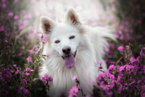animals, Dog, Flowers, Nature