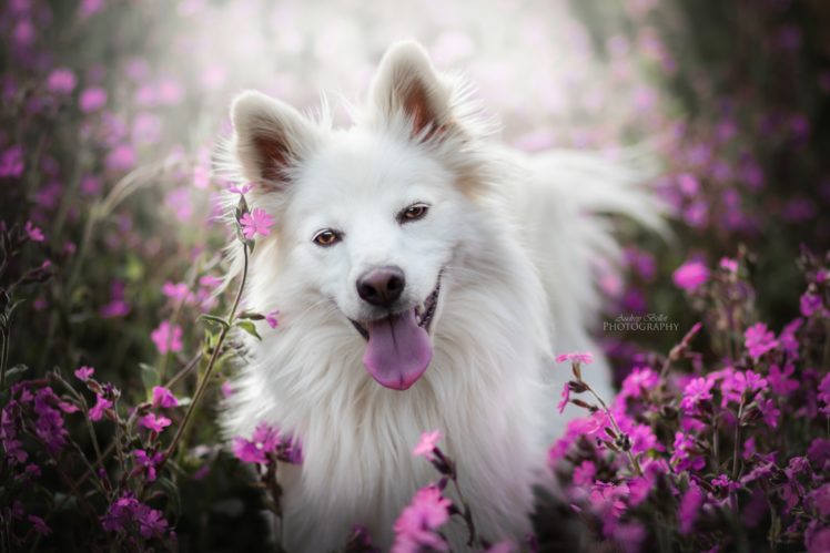 animals, Dog, Flowers, Nature HD Wallpaper Desktop Background