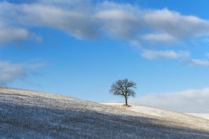 nature, Landscape, Blue, Sky, Trees, Winter