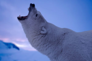 nature, Animals, Fangs, Polar bears, Wildlife, Arctic, Snow, Roar, Depth of field
