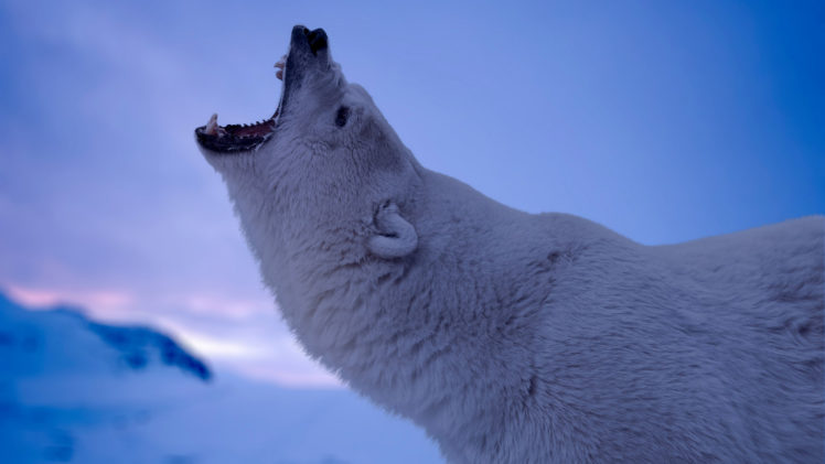 nature, Animals, Fangs, Polar bears, Wildlife, Arctic, Snow, Roar, Depth of field HD Wallpaper Desktop Background