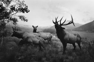 Hiroshi Sugimoto, Nature, Animals, Deer, Monochrome, Trees, Grass, Hills, Clouds, Elk