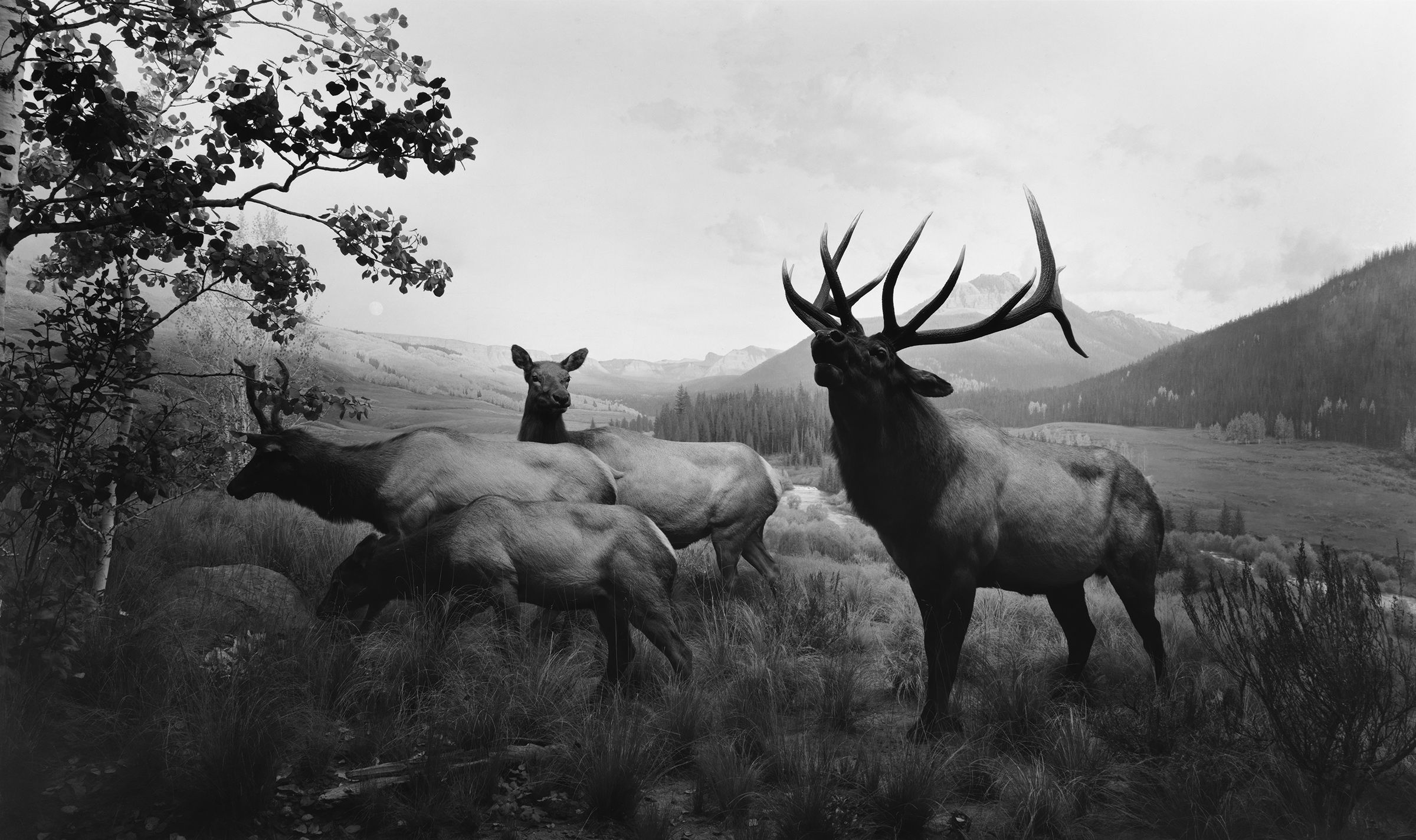 Hiroshi Sugimoto, Nature, Animals, Deer, Monochrome, Trees, Grass, Hills, Clouds, Elk Wallpaper