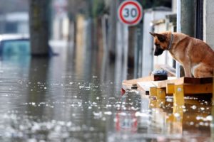 Christian Hartmann, Loneliness, Animals, German Shepherd, Dog, Water, Street, Flood, Road sign, Reflection, Sadness, Paris, France, 2018 (Year), Alone