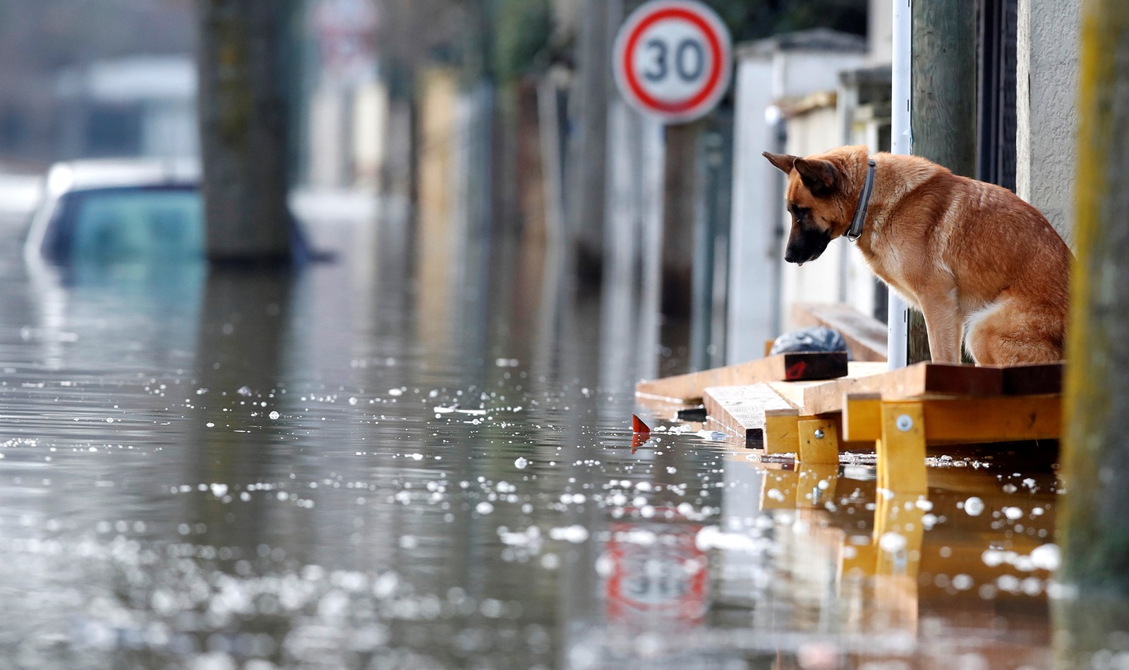 Christian Hartmann, Loneliness, Animals, German Shepherd, Dog, Water, Street, Flood, Road sign, Reflection, Sadness, Paris, France, 2018 (Year), Alone Wallpaper