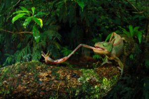 tongues, Christian Ziegler, Nature, Animals, Chameleons, Insect, Trees, Moss, Leaves, Forest
