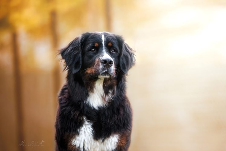 dog, Animals, Bernese Mountain Dog HD Wallpaper Desktop Background