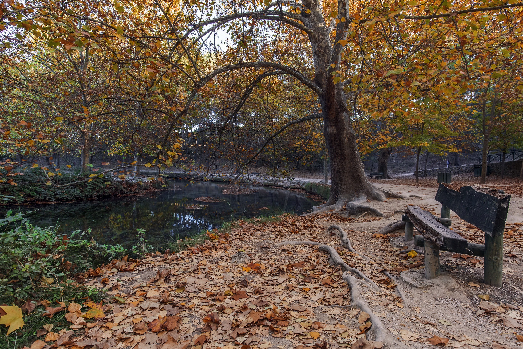 park, Trees, Bench Wallpaper