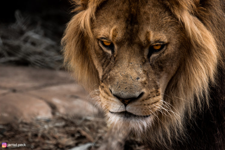 lion, Wildlife, Animals, Zoo, Mammals HD Wallpaper Desktop Background
