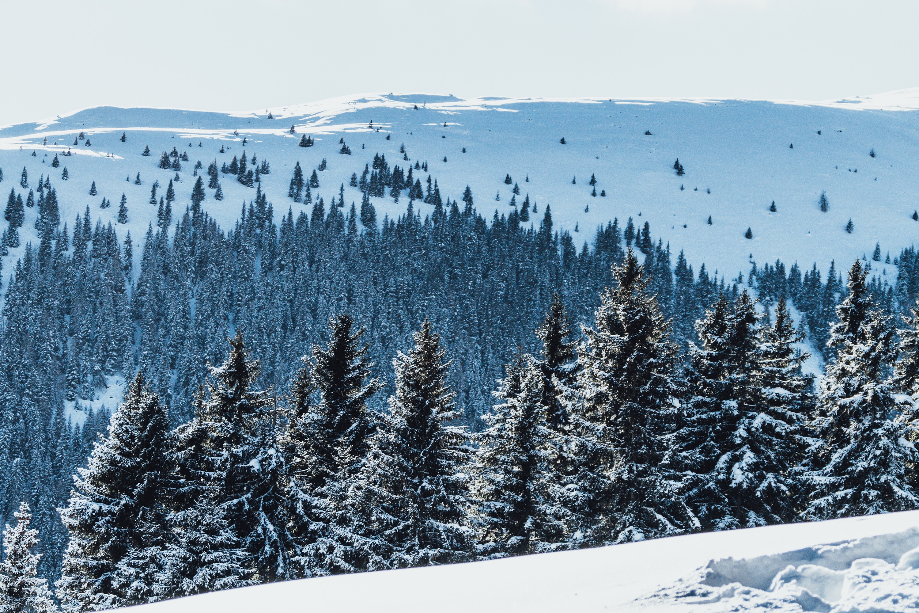 Paul Gilmore, Austria, Snow, Mountains, Nature, Landscape, Far view, Tundra, Trees, Pine trees Wallpaper