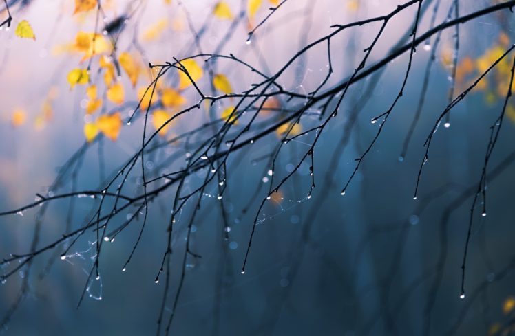 branch, Nature, Rain, Water drops HD Wallpaper Desktop Background
