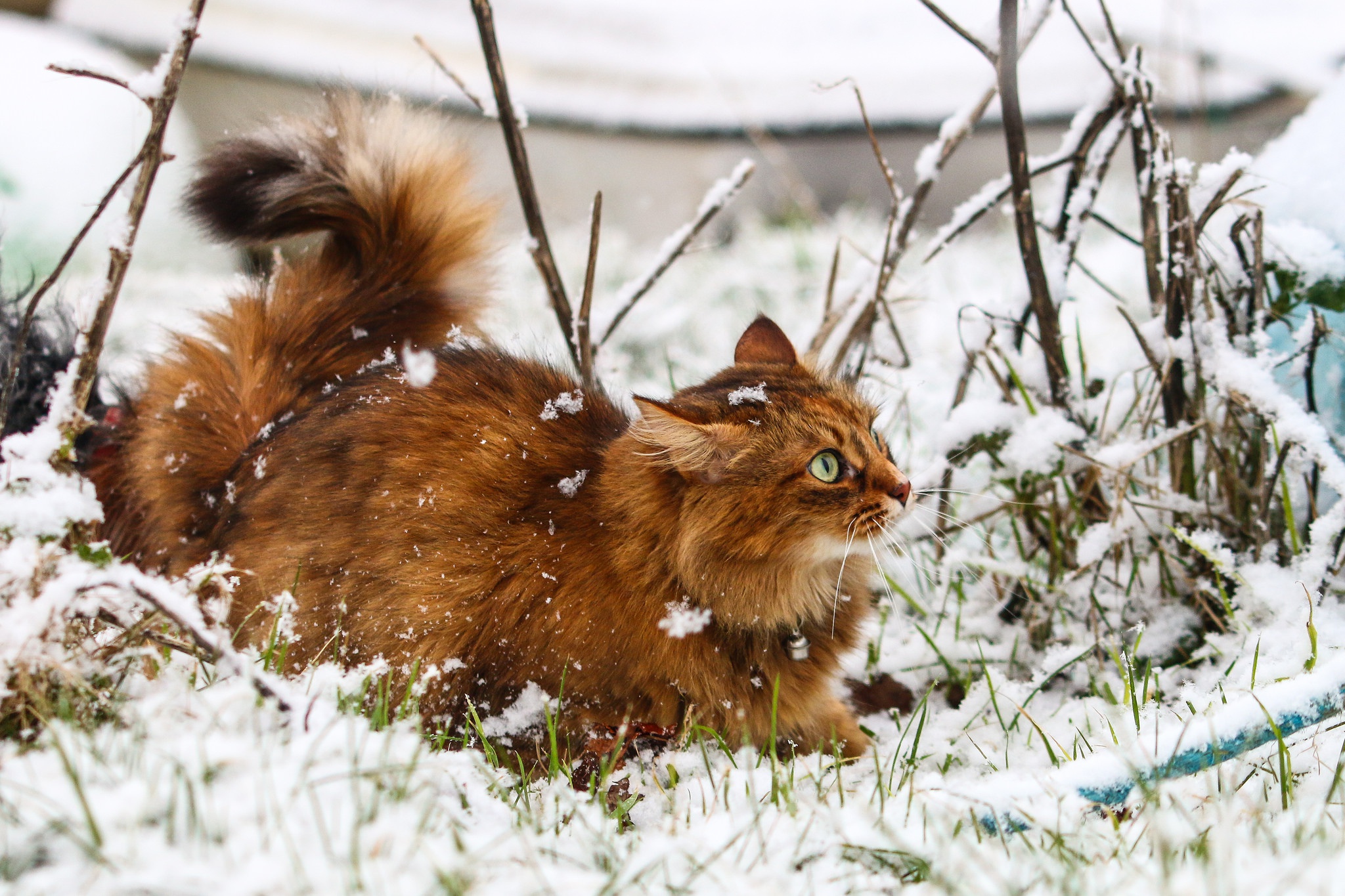 winter, Snow, Nature, Cat, Animals Wallpaper