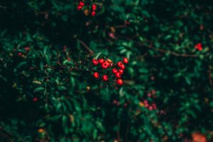 ashberry, Nature, Leaves, Depth of field, Closeup