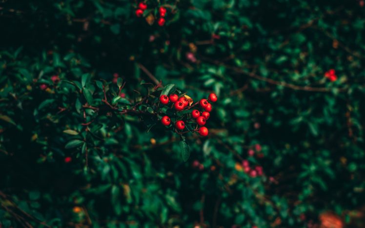 ashberry, Nature, Leaves, Depth of field, Closeup HD Wallpaper Desktop Background