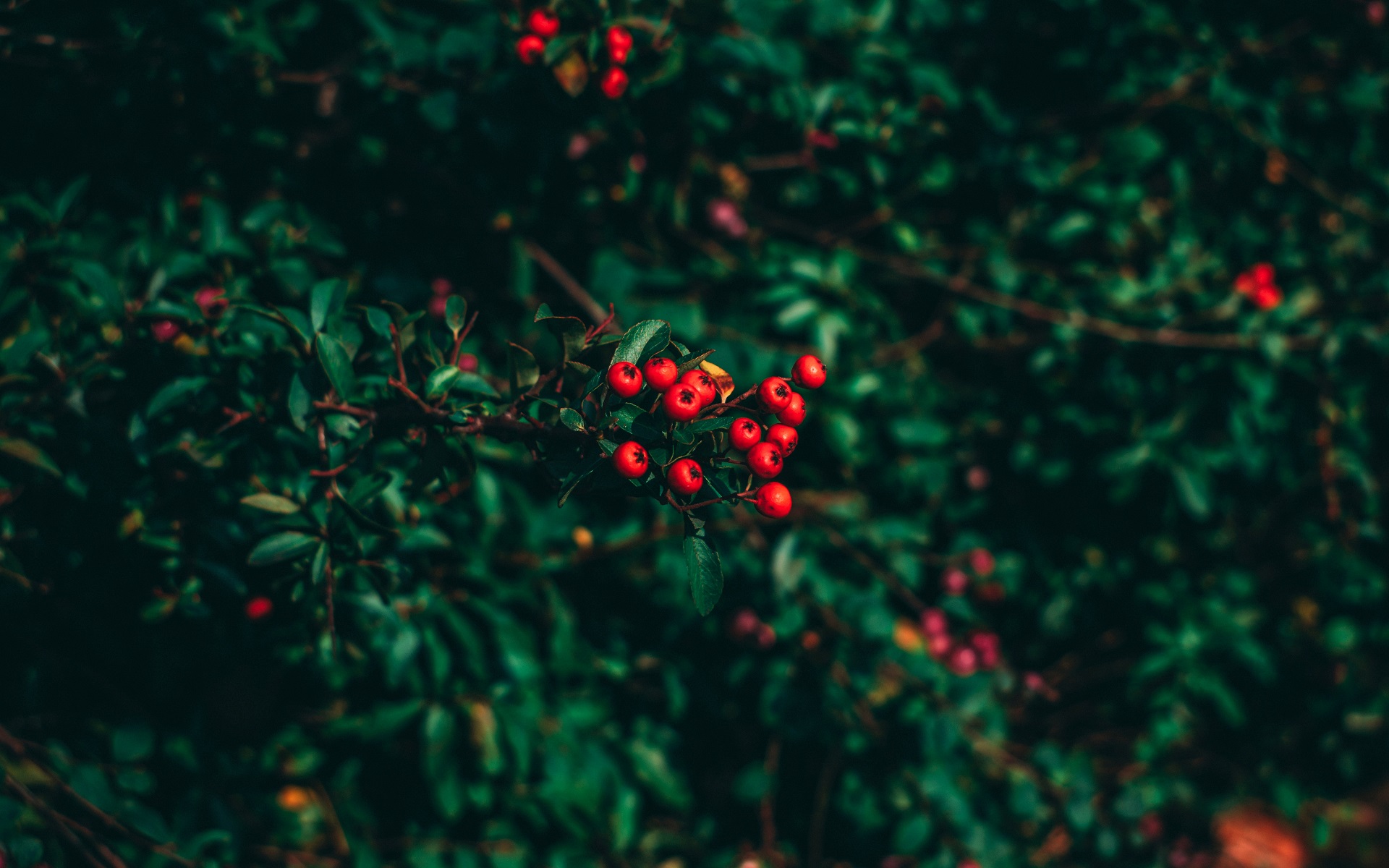 ashberry, Nature, Leaves, Depth of field, Closeup Wallpaper