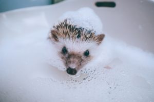 animals, Soap, Hedgehog