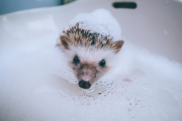 animals, Soap, Hedgehog HD Wallpaper Desktop Background