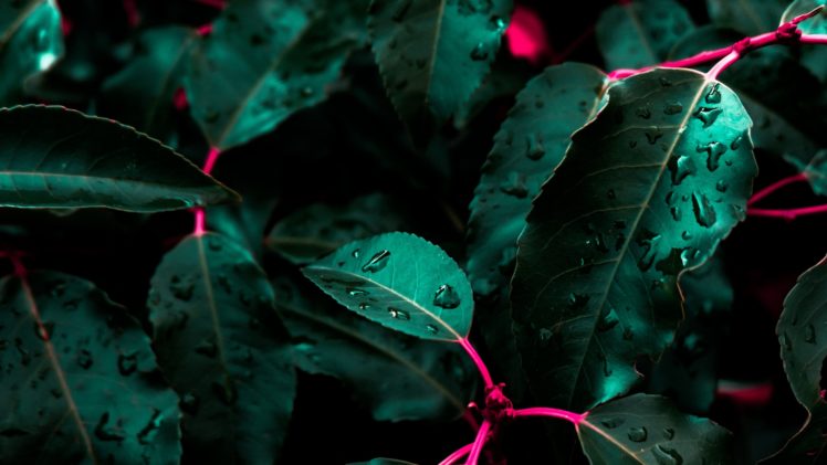 nature, Leaves, Water drops, Closeup, Green HD Wallpaper Desktop Background