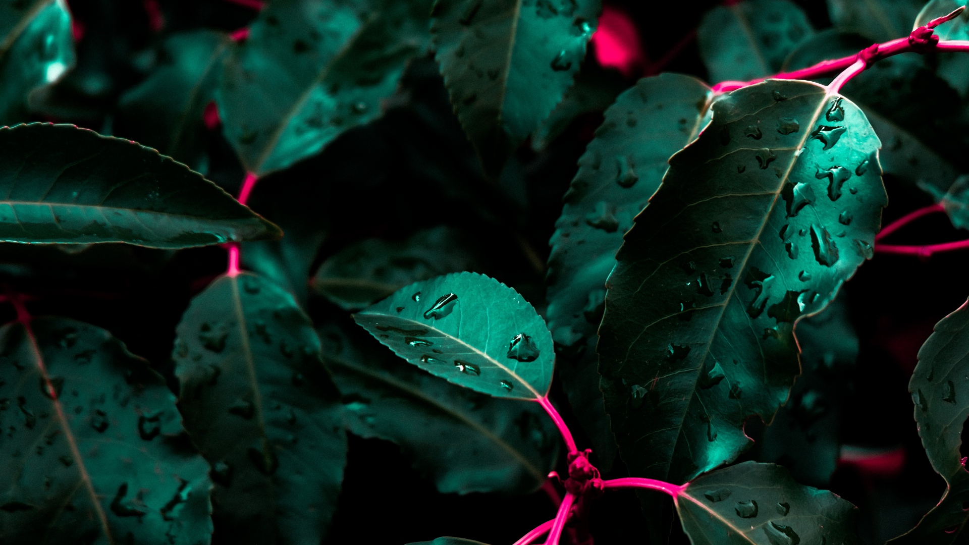 nature, Leaves, Water drops, Closeup, Green Wallpapers HD / Desktop and