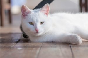 cat, On the floor, White, Animals