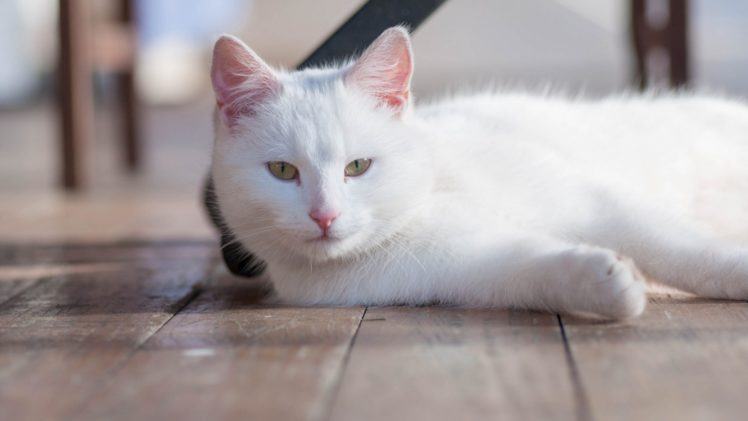 cat, On the floor, White, Animals HD Wallpaper Desktop Background
