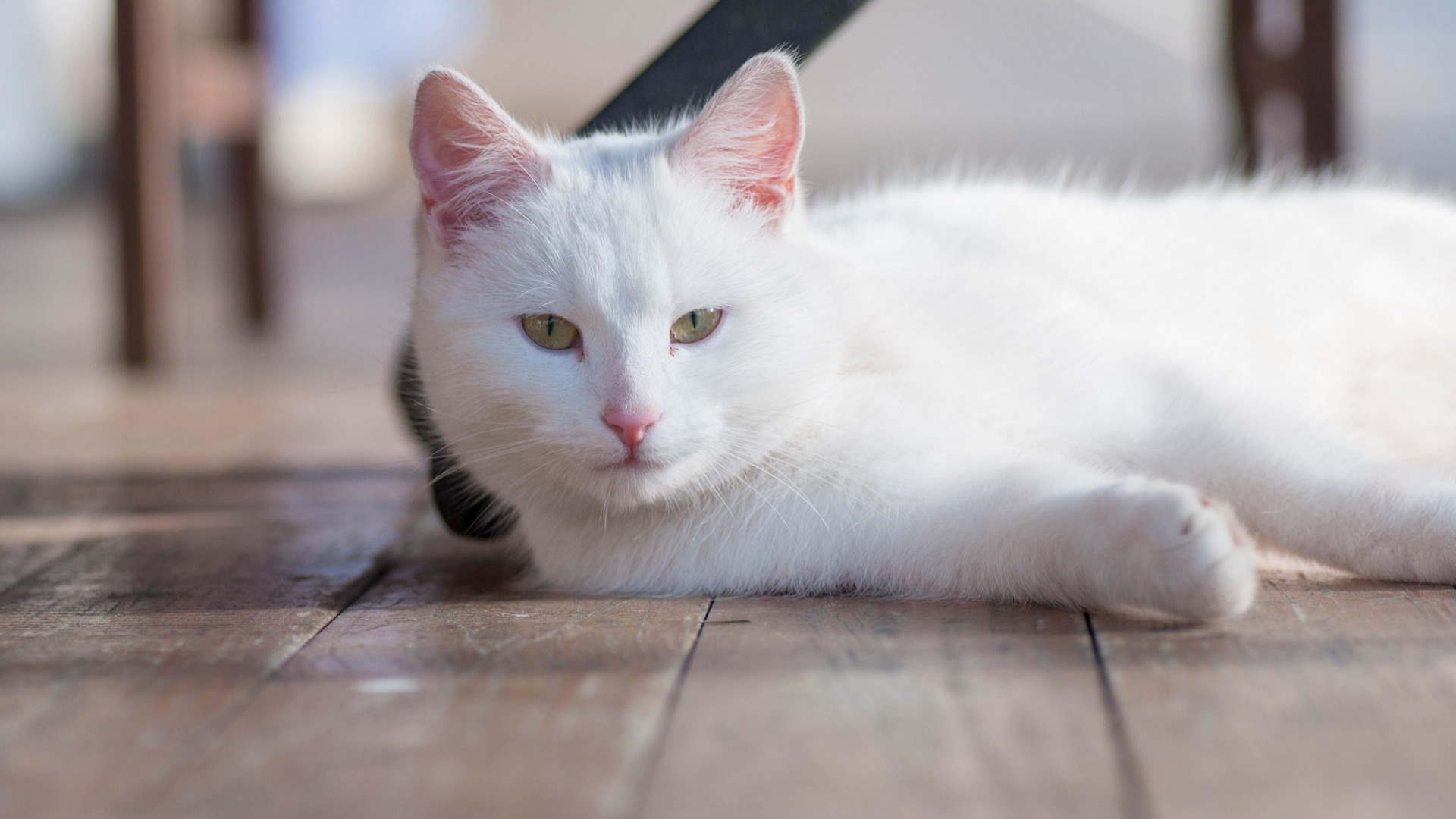 cat, On the floor, White, Animals Wallpaper