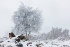 winter, Nature, Snow, Landscape, Trees