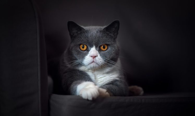 cat, Animals HD Wallpaper Desktop Background