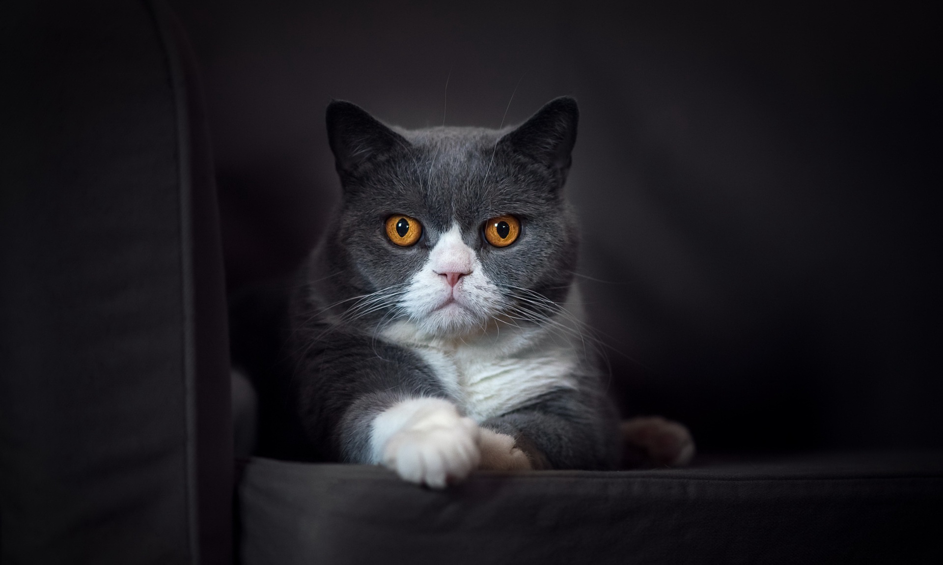 cat, Animals Wallpaper