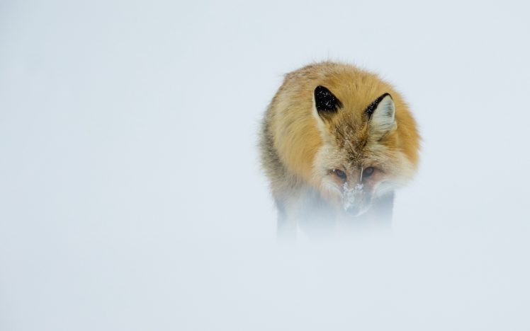 fox, Winter, Cold, Nature, Animals HD Wallpaper Desktop Background