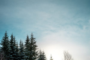 pine trees, Winter, Sky blue, Norway