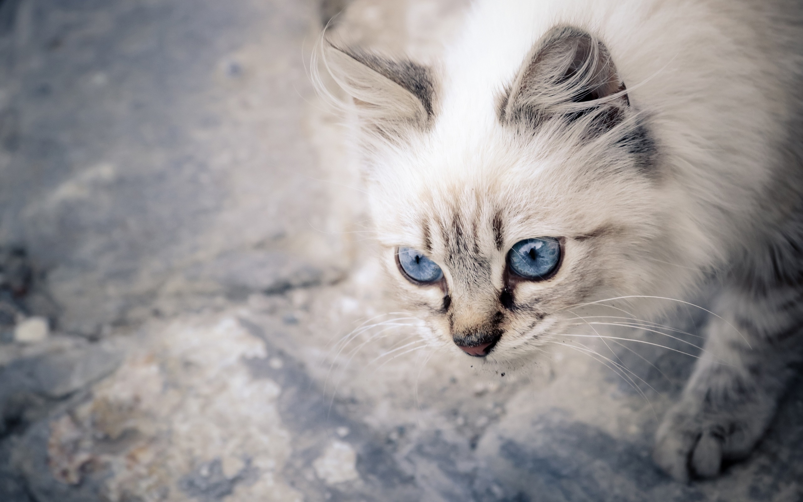 blue eyes, Cat, Animals Wallpaper