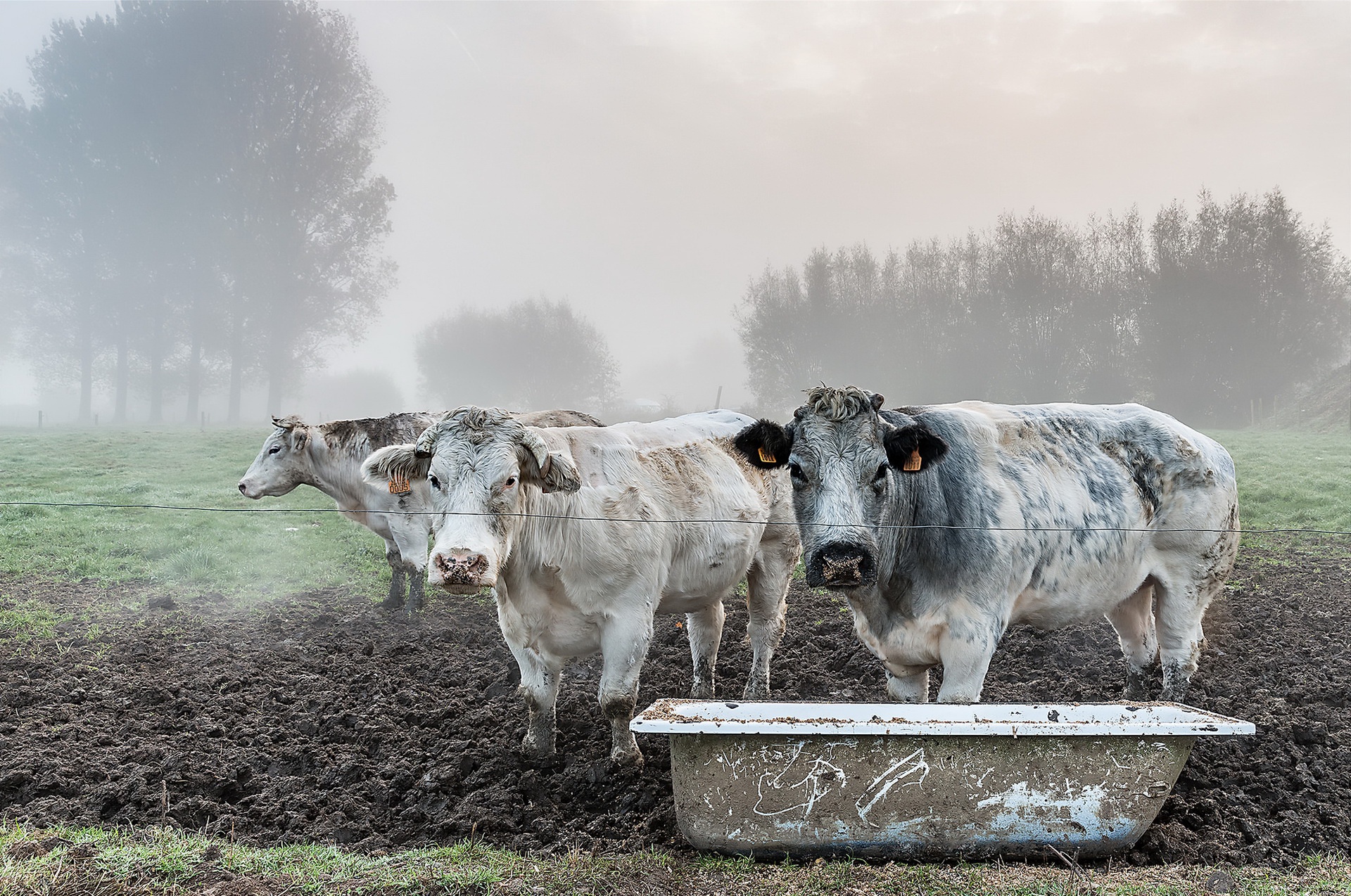 field, Cow, Animals Wallpaper