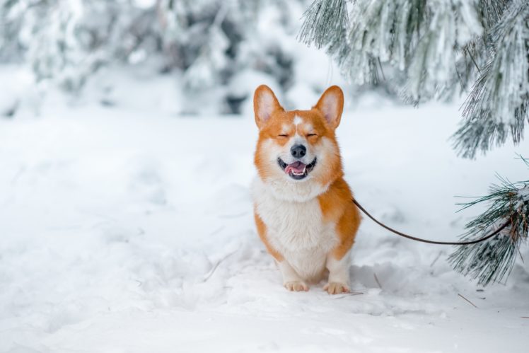 snow, Nature, Animals, Corgi, Dog HD Wallpaper Desktop Background