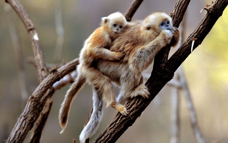 gibbons, Animals, Monkey HD Wallpaper Desktop Background