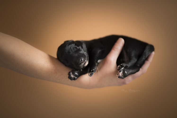 dog, Puppies, Sleeping, Baby animals, Animals HD Wallpaper Desktop Background
