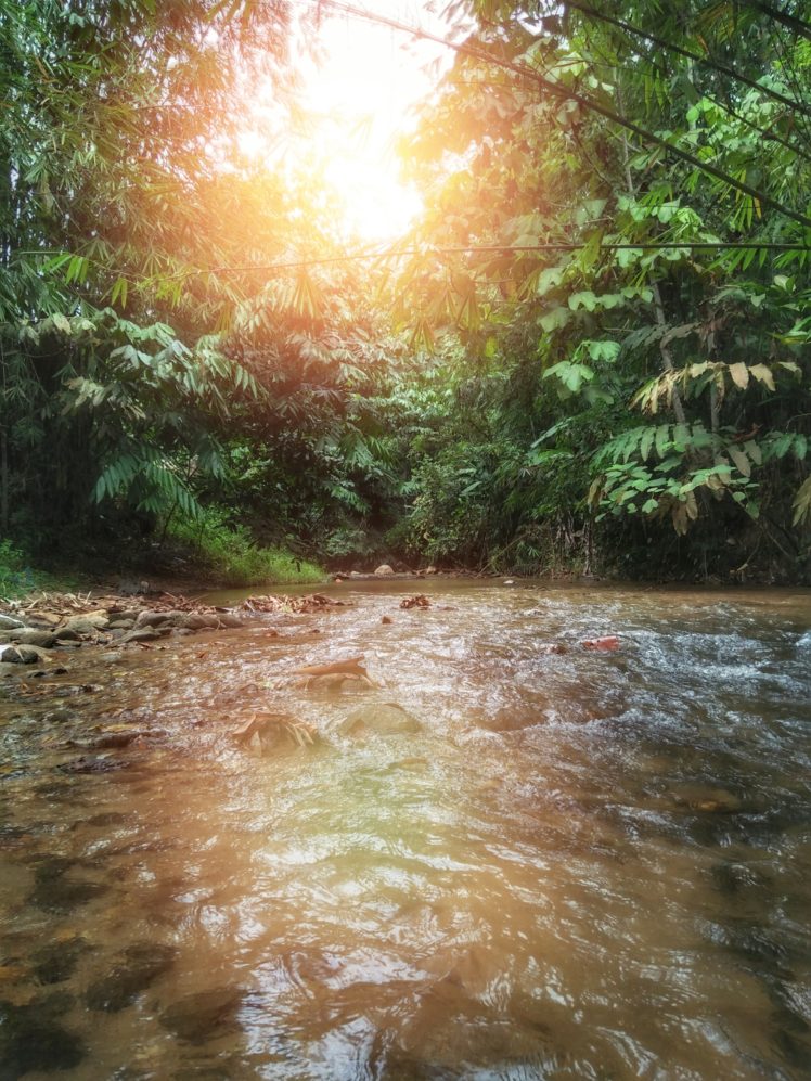 forest, Water, Sunset, Landscape, Photography HD Wallpaper Desktop Background