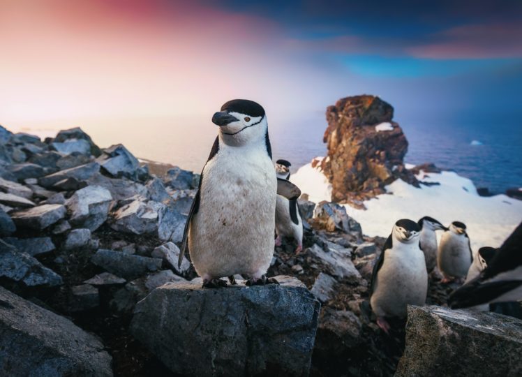 wildlife, Animals, Penguins HD Wallpaper Desktop Background