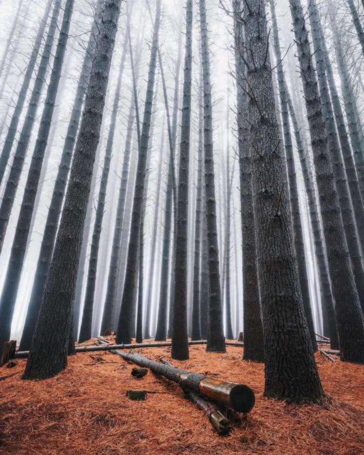 trees, Forest, Landscape, Wood, Mist HD Wallpaper Desktop Background