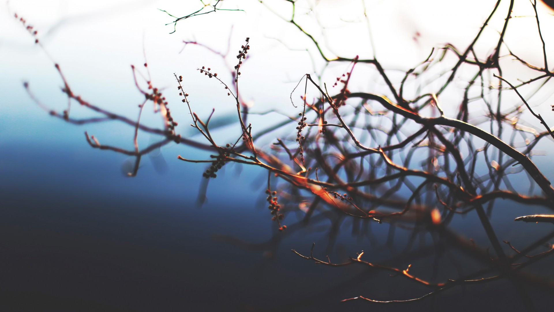 nature, Macro Wallpaper