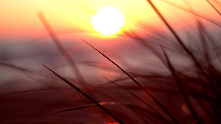 nature, Macro, Sunset, Sunlight HD Wallpaper Desktop Background
