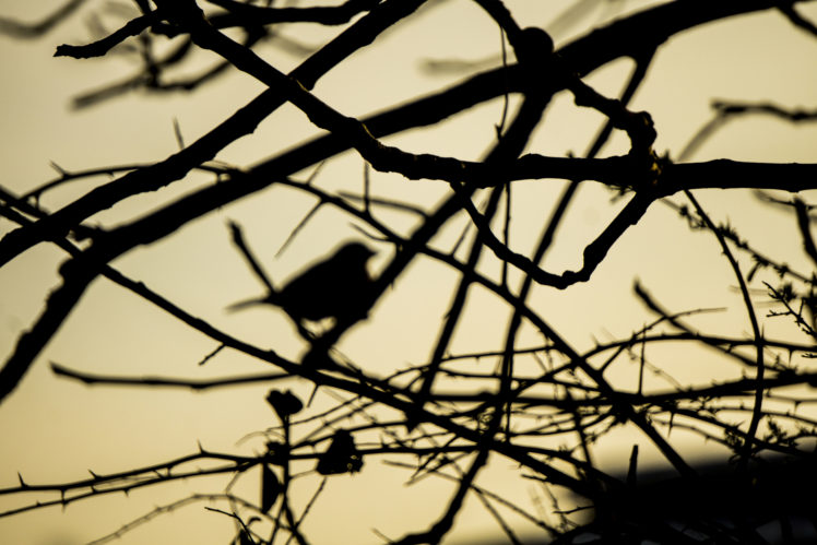 birds, Black HD Wallpaper Desktop Background