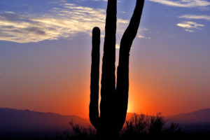 cactus, Landscape, Sunset, Nature