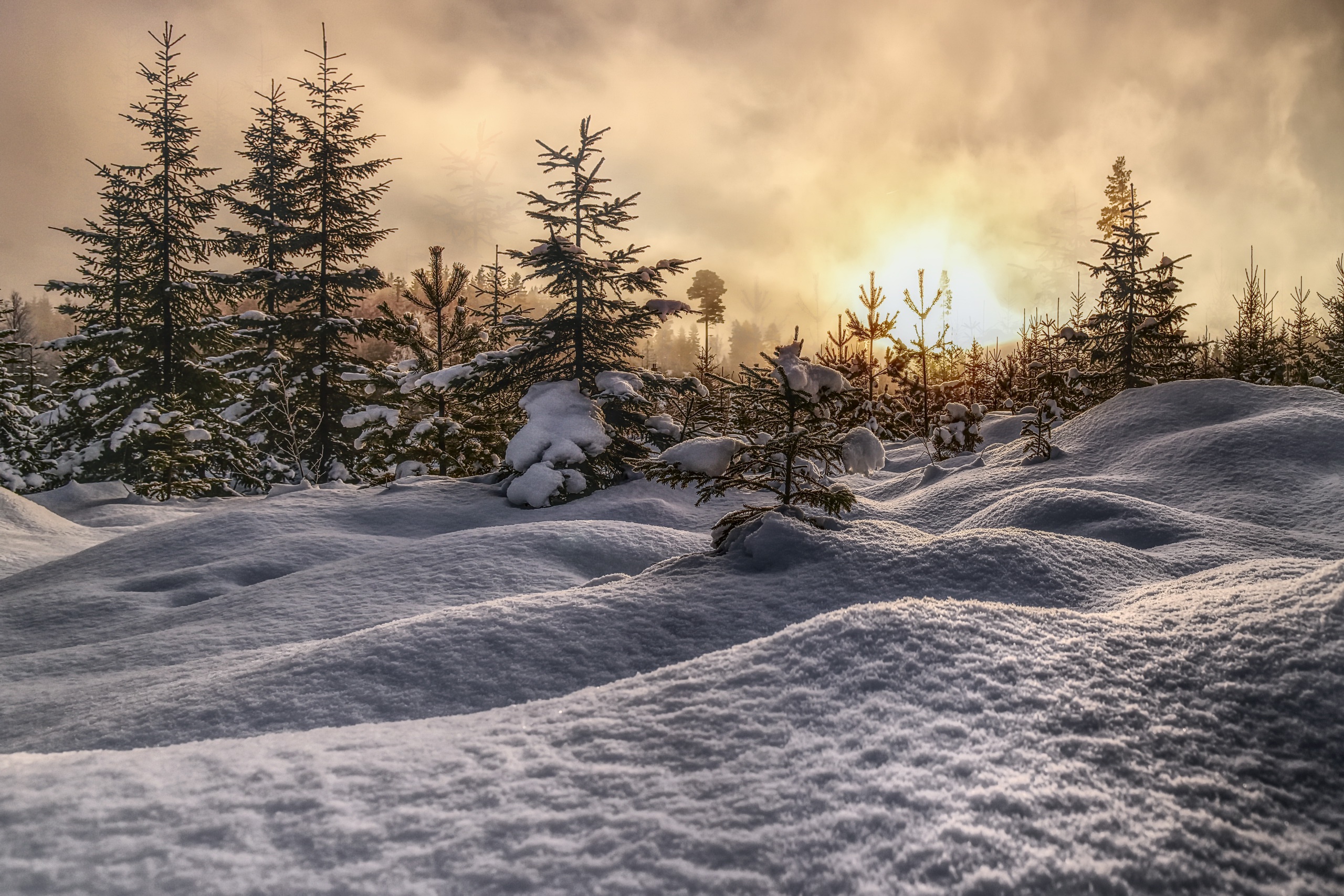 snow, Winter, Nature, Landscape, Trees Wallpaper