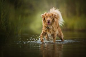 nature, Water, Dog, Animals